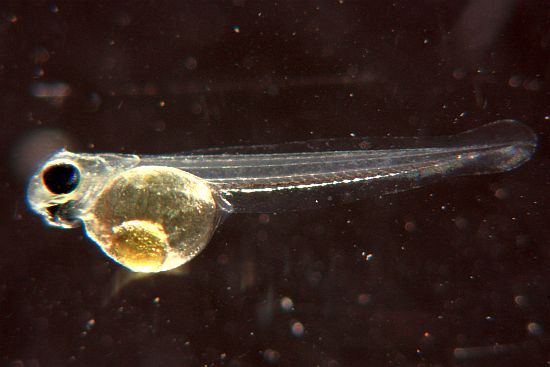 Macquarie perch breeding breakthrough